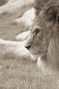 Lion in Profile Royalty Free Stock Photo