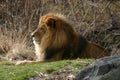 Lion Profile with Mane