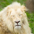 Lion profile portrait Royalty Free Stock Photo