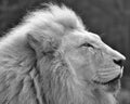 Lion profile portrait in black and white