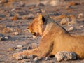 Lion profile