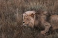 Lion prowling in South Africa Safari