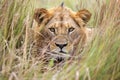 a lion prowling in tall grass