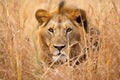 a lion prowling in tall grass