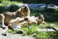 Lion pubs, Olomouc Zoo