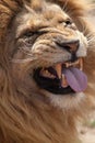 Lion pulling a face. Funny animal expression meme image.