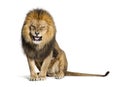 Lion pulling a face and looking at the camera, isolated on white