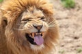 Lion pulling a funnny face. Animal tongue and canine teeth.