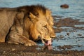 Lion quenches thirst from the banks of the River Royalty Free Stock Photo