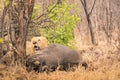 Lion ready to eat a buffalo after hunting in the bush woods Royalty Free Stock Photo