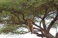 Lion relax on tree