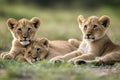 lion relaxing Little cubs hunter national large nature park young predator animal pride mara africa dangerous felino wildlife