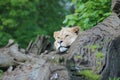 Lion resing with head in a log Royalty Free Stock Photo