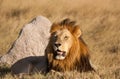 Lion at rest, Moremi - Botswana Royalty Free Stock Photo