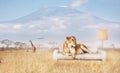 Lion rest on sofa and Kilimanjaro mountain behind