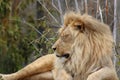 Lion at rest at a zoo in California