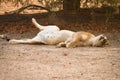 Lion resting Royalty Free Stock Photo