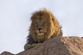 Lion resting Royalty Free Stock Photo