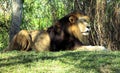 Lion resting Royalty Free Stock Photo