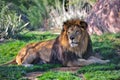 Lion resting Royalty Free Stock Photo