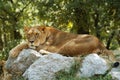 Lion Resting Royalty Free Stock Photo