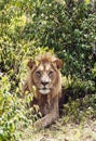 Lion resting Royalty Free Stock Photo