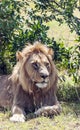 Lion resting Royalty Free Stock Photo