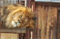 Lion resting close picture ????, day time resting