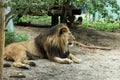 Lion resting and enjoying a sunny day at Zoo,  Vienna,  Austria Royalty Free Stock Photo