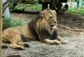 Lion resting and enjoying a sunny day at Zoo,  Vienna,  Austria Royalty Free Stock Photo