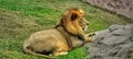 lion resting on the green grass with a huge rock in front Royalty Free Stock Photo