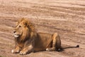 Lion resting on the ground. Sandy savanna of Serengeti, Tanzania Royalty Free Stock Photo