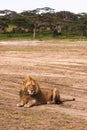 Lion resting on the ground in sandy savanna of Serengeti, Tanzania Royalty Free Stock Photo