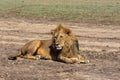 Lion resting on the ground. Serengeti, Tanzania Royalty Free Stock Photo