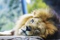 Lion Resting Head on Rock Royalty Free Stock Photo