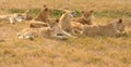 A lion resting in the late afternoon sun Royalty Free Stock Photo