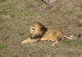 Lion resting lying on the grass