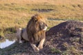 Lion is resting near the water. Africa. Masai Mara, Kenya Royalty Free Stock Photo