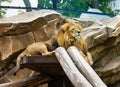 Lion resting on the rock. Portrait of a wild Lion animal Royalty Free Stock Photo