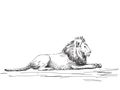 Lion resting Royalty Free Stock Photo