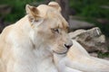 A lion resting on some rocks