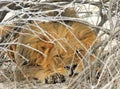 A lion resting under a thick bush Royalty Free Stock Photo