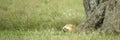 Lion resting under a tree Royalty Free Stock Photo