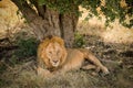Lion resting under tree shade at Masai Mara National Reserve Kenya Royalty Free Stock Photo