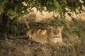 Lion resting under tree shade at Masai Mara National Reserve Kenya Royalty Free Stock Photo
