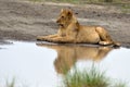 Lion resting by the water, Serengeti Tanzania East Africa Royalty Free Stock Photo