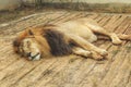 Lion resting at zoo cage Royalty Free Stock Photo