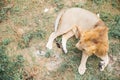 a lion rests alone in the wild savannah Royalty Free Stock Photo