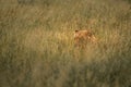 Lion rests in high grass in african wilderness Royalty Free Stock Photo