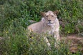 A lion rests in the savannah Royalty Free Stock Photo